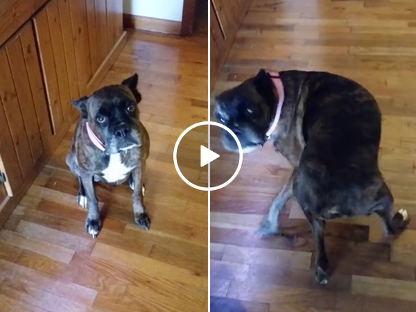 Boxer shakes his badonkadonk like a seasoned vet (Video)