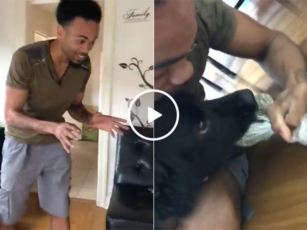Dog steals his owner's weed, refuses to give it back (Video)