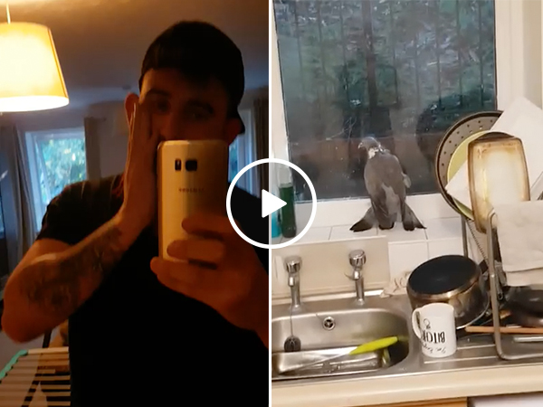 Man engages in a battle of a lifetime... against a pigeon (Video)