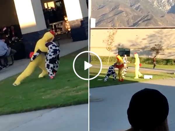 Brawl to the death breaks out between Chick-fil-A cows and chickens (Video)