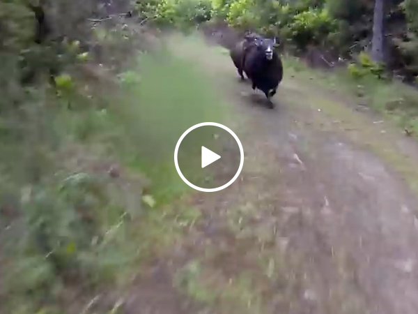 Goat takes trespassing very seriously (Video)