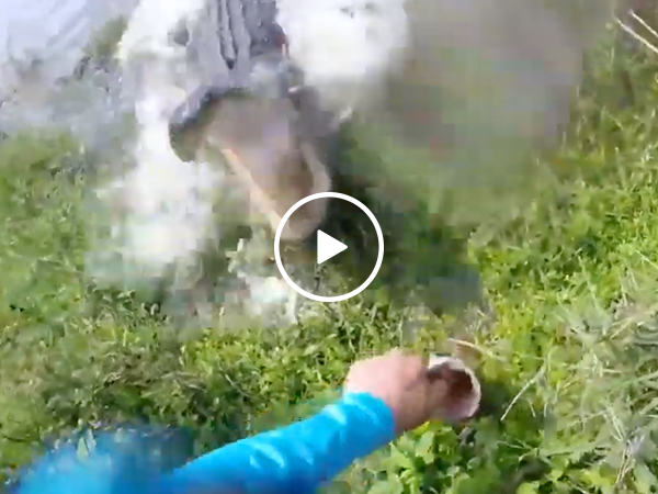 "WHAT'RE YOU DOING IN MY SWAMP?" (Video)