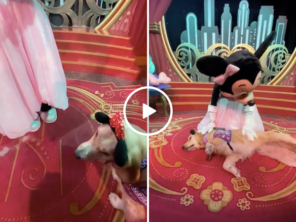 Same, Minnie mouse-adoring service dog, same (Video)