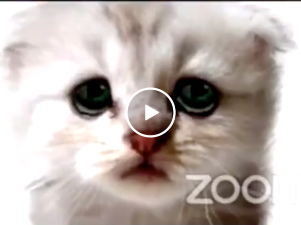 Lawyer can't turn off his cat filter during a live court hearing