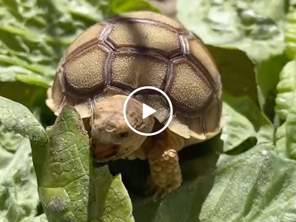 Watch adorable baby tortoises get fed and then take a nap