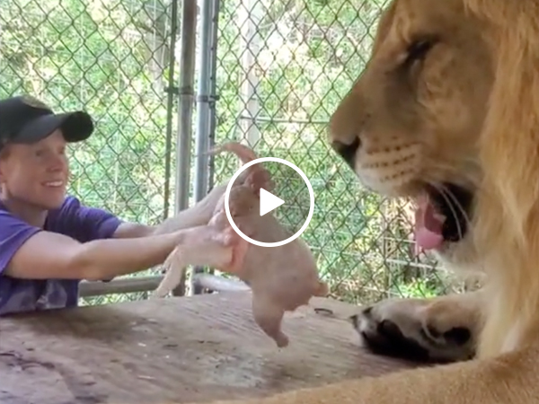 A hungry lion meets a dancing chicken (VIDEO)