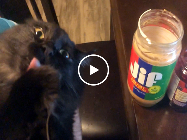 "I can has peanut butters?" asks the cat