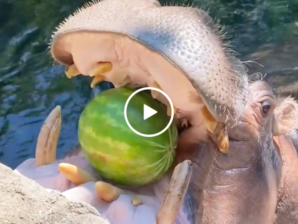 Fiona and friends love eating watermelon on a hot summer day (Video)