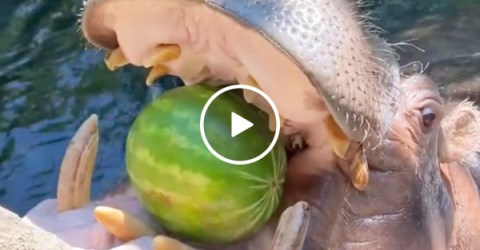 Fiona and friends love eating watermelon on a hot summer day (Video)