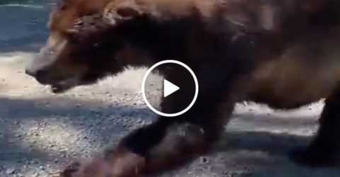 Massive Grizzly walks up to people and THEY sh*t in the woods (Video)