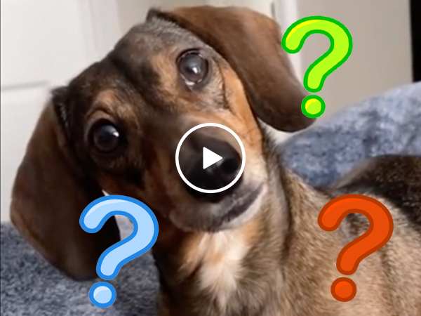 Weiner dog reacts to hearing all her favourite words (Video)