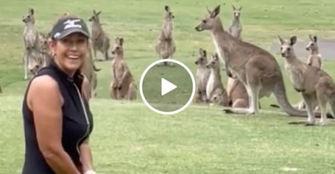 How many points to sink it in a kangaroo pouch? (Video)