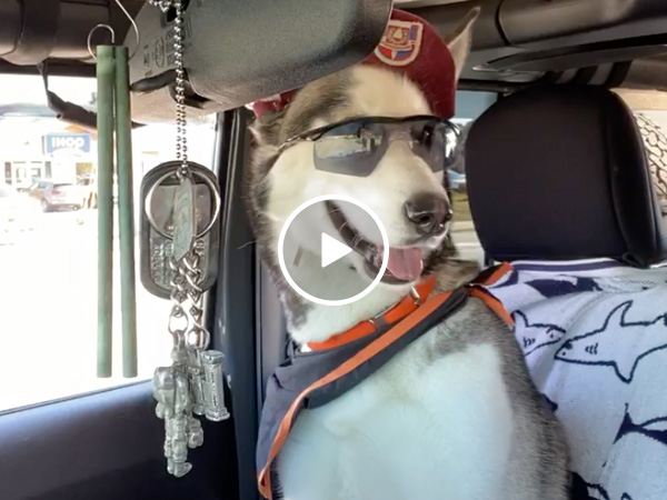 I'll never be as chill as this service dog (Video)