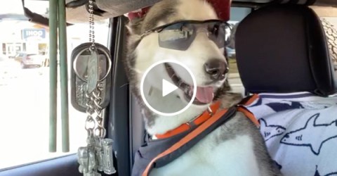 I'll never be as chill as this service dog (Video)