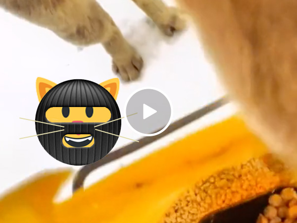POV look from a literal cat burglar's food heist (Video)