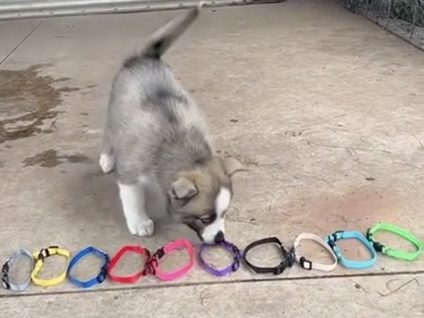 You picked a grey collar? ME TOO (Video)