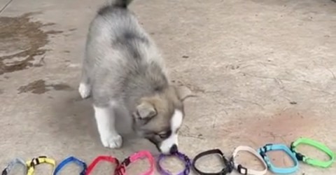 You picked a grey collar? ME TOO (Video)