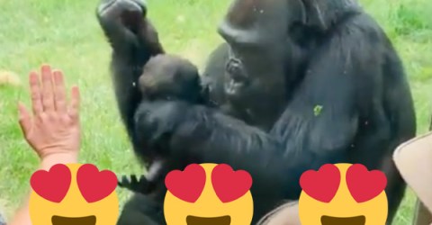 Even gorilla moms smother their kids with kisses (Video)