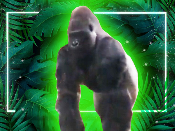 Not how we pictured a gorilla coming at us (Video)